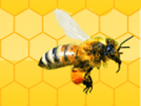 Včelaři