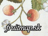 Fruitmap