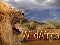 WildAfrica